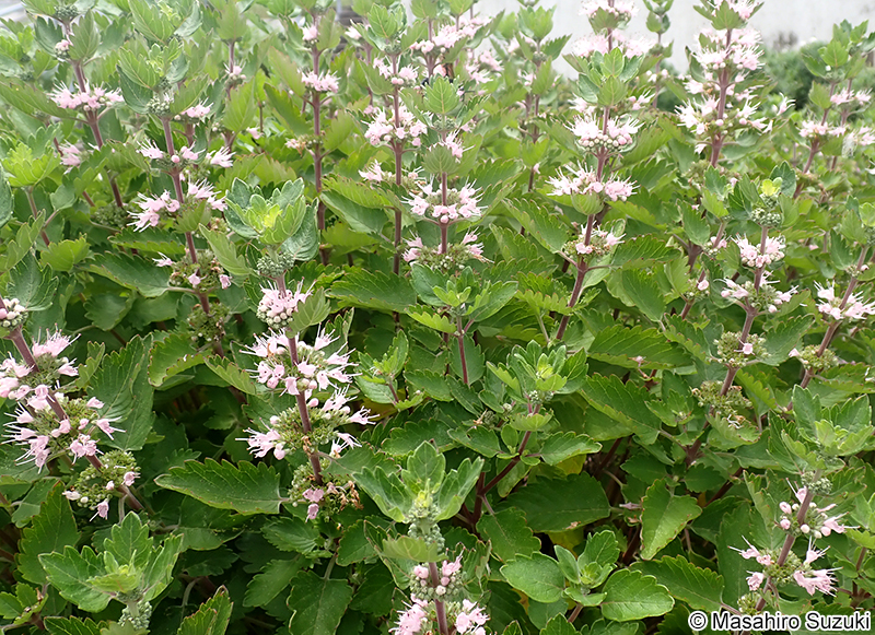 ダンギク Caryopteris incana