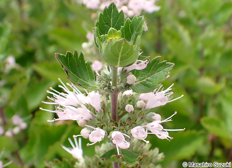 ダンギク Caryopteris incana