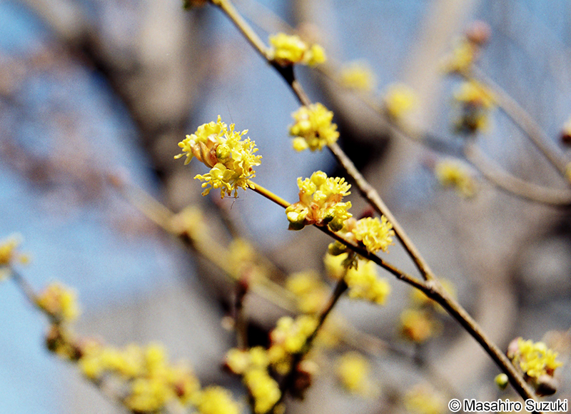 ダンコウバイ Lindera obtusiloba