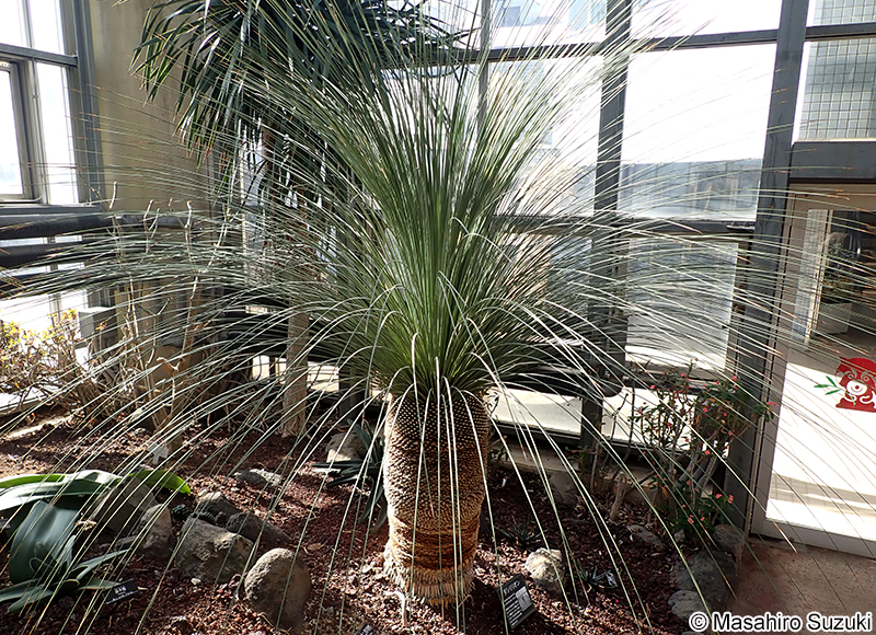 Dasylirion longissimum