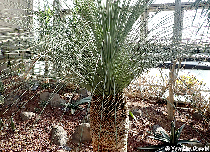 Dasylirion longissimum