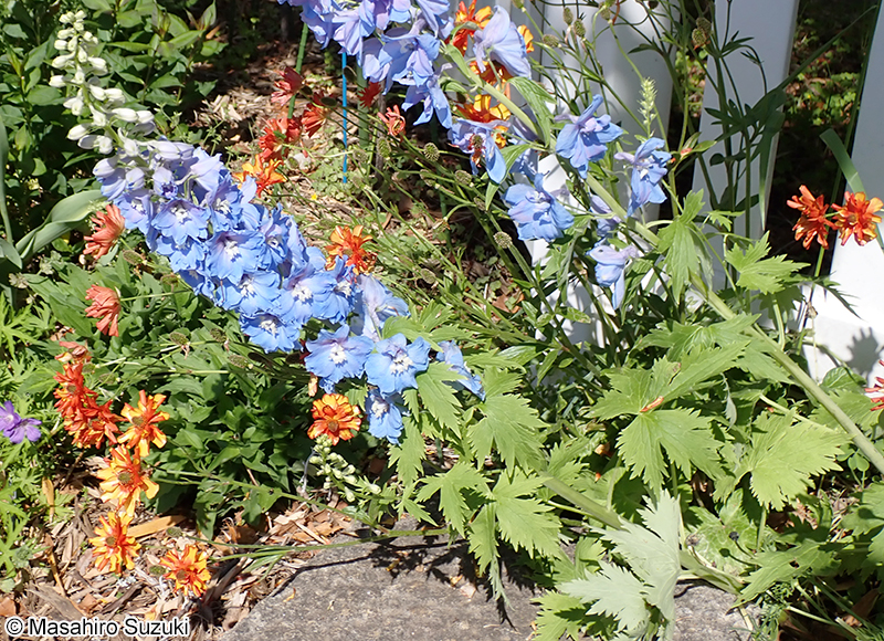 Delphinium elatum（栽培品種）
