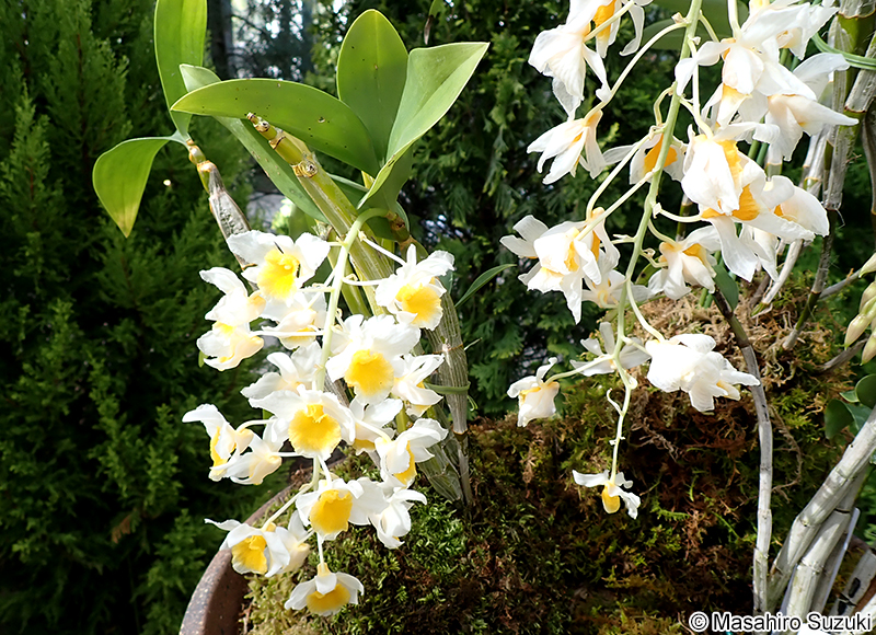 Dendrobium amethystoglossum