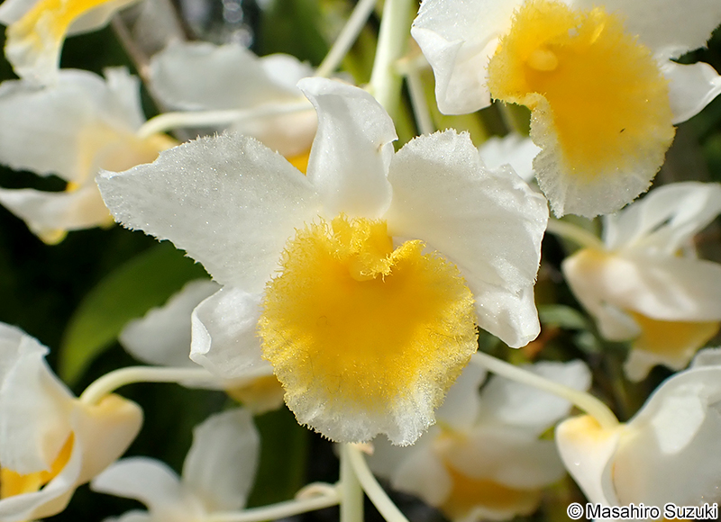 Dendrobium amethystoglossum