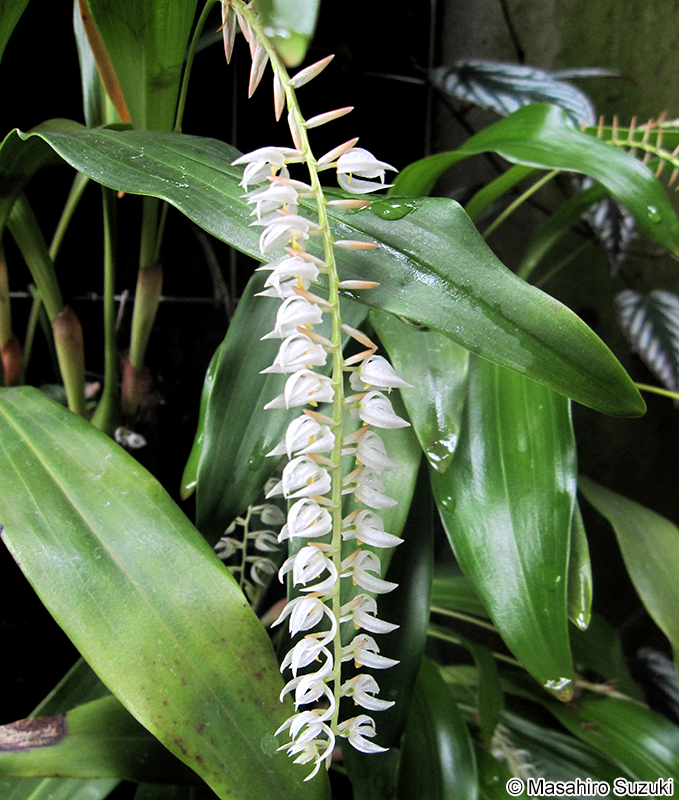 Dendrochilum glumaceum