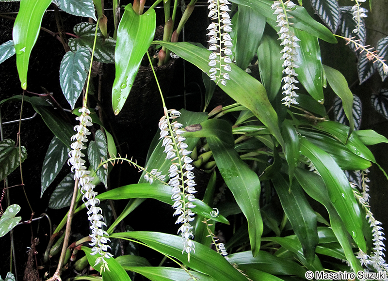 Dendrochilum glumaceum