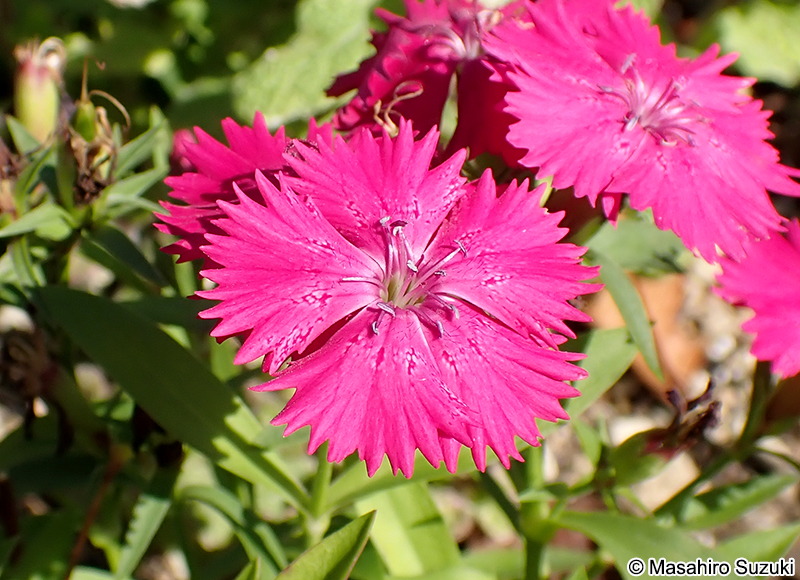 ダイアンサス Dianthus