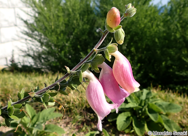 ジギタリス（キツネノテブクロ） Digitalis sp.