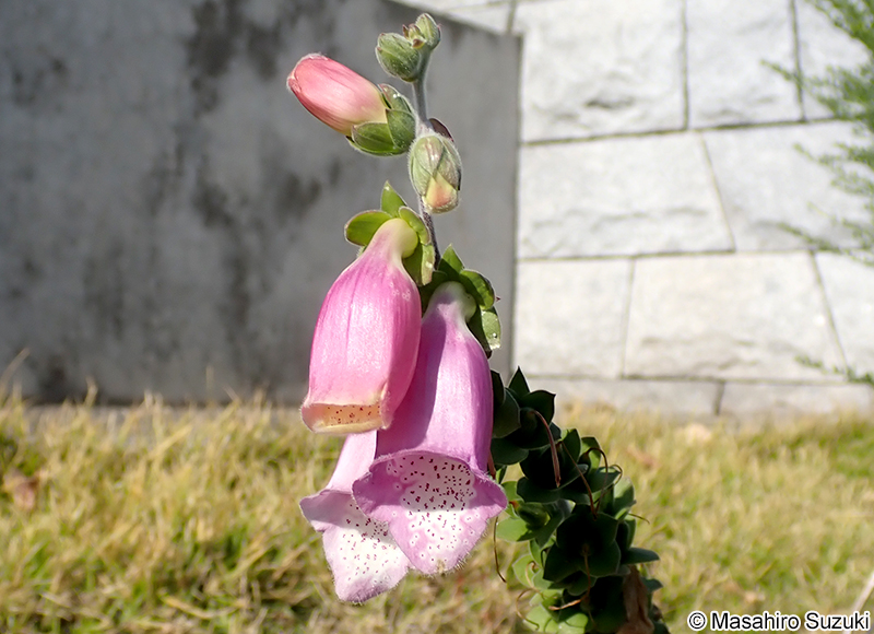 ジギタリス（キツネノテブクロ） Digitalis sp.