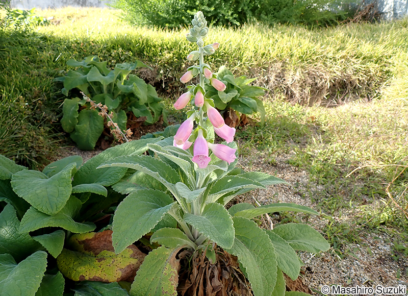 ジギタリス（キツネノテブクロ） Digitalis sp.