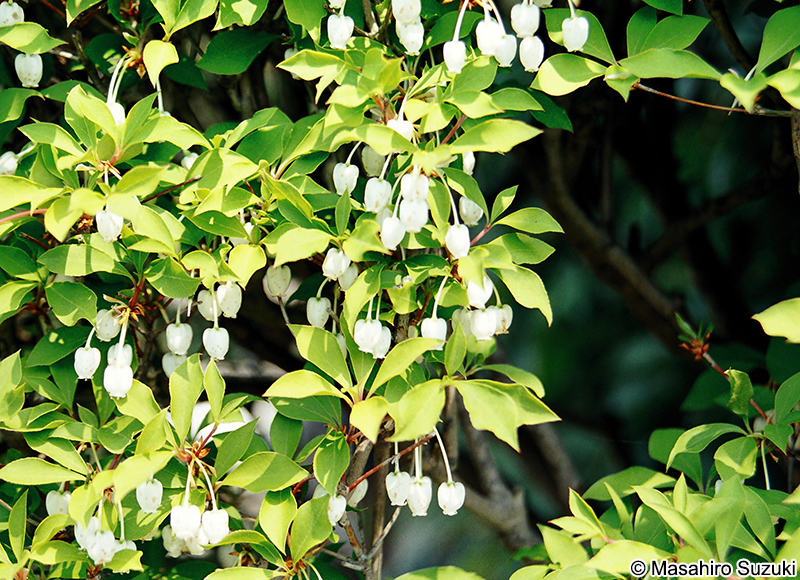 ドウダンツツジ Enkianthus perulatus