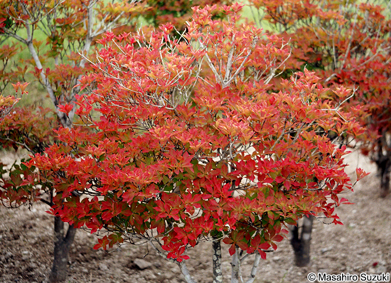 ドウダンツツジの紅葉