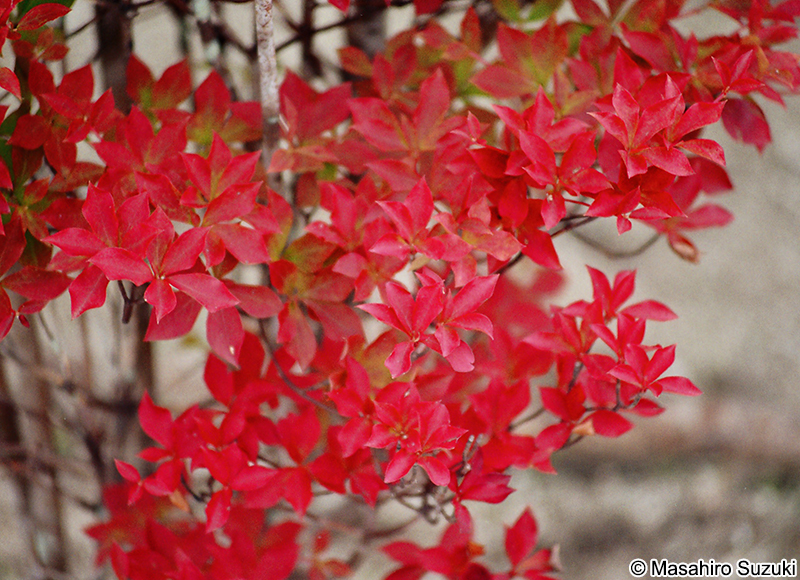 ドウダンツツジの紅葉