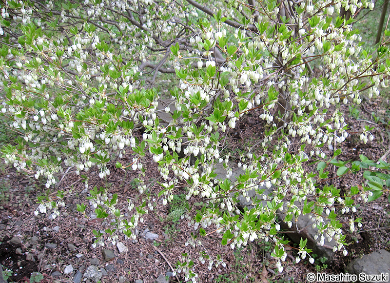 ドウダンツツジ Enkianthus perulatus
