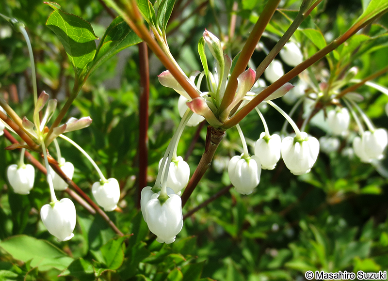 ドウダンツツジ Enkianthus perulatus
