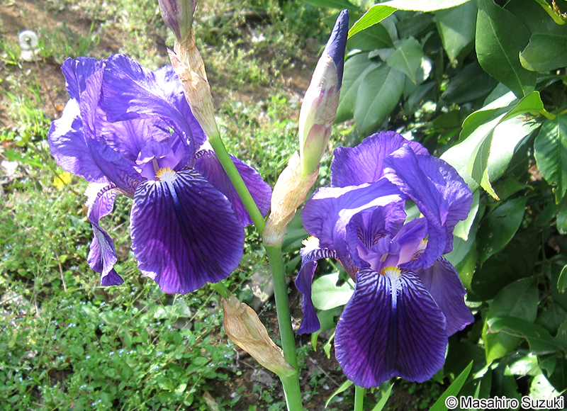 ドイツアヤメ（ジャーマンアイリス） Iris germanica