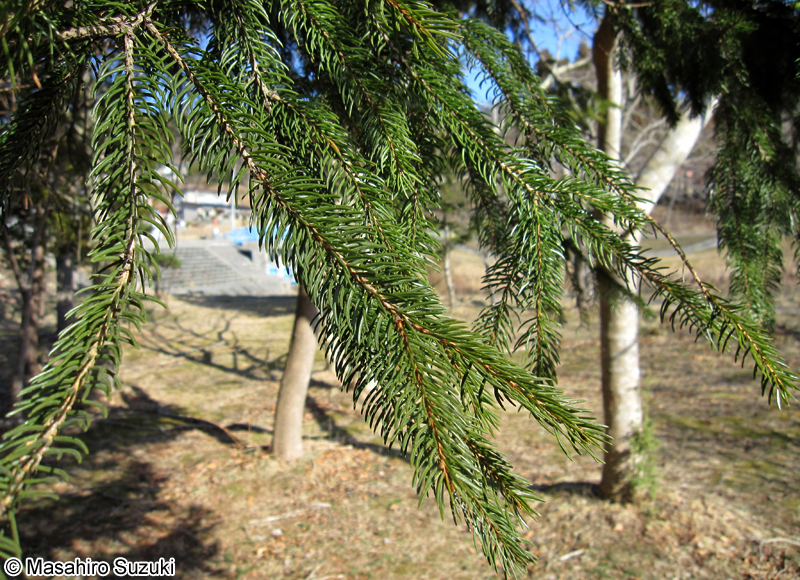 ドイツトウヒ Picea abies