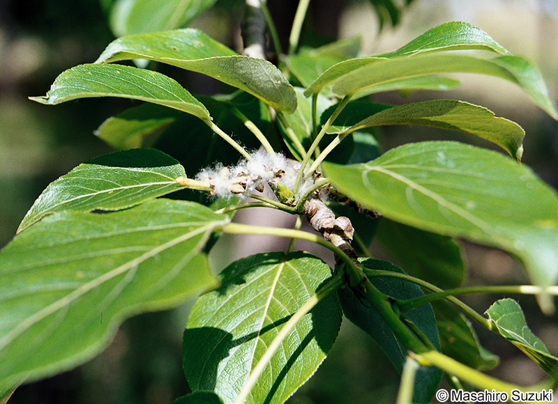 ドロノキ Populus suaveolens