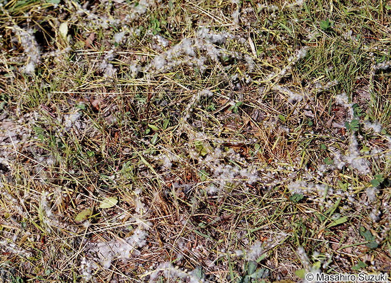 ドロノキ Populus suaveolens