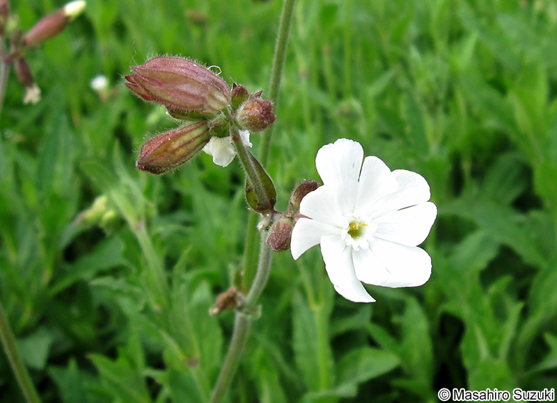 ドウカンソウ Vaccaria hispanica
