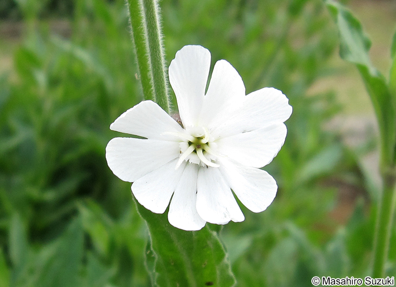 ドウカンソウ Vaccaria hispanica