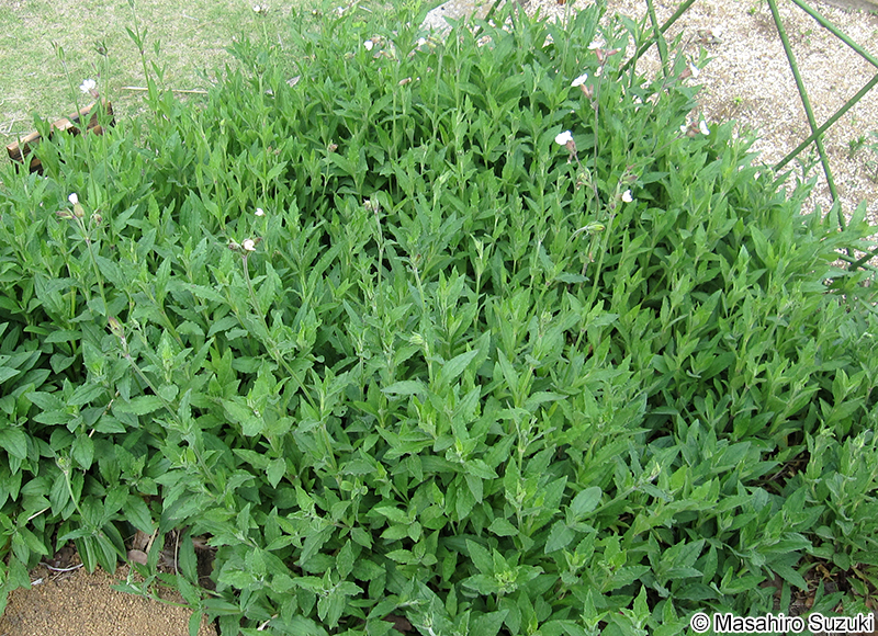 ドウカンソウ Vaccaria hispanica