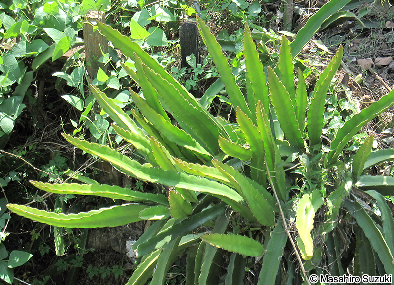 ドラゴンフルーツ Hylocereus undatus