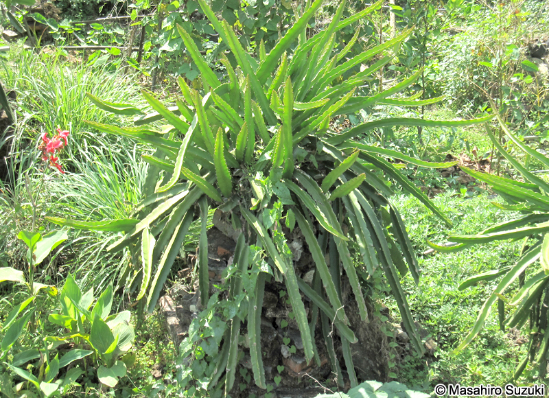 ドラゴンフルーツ Hylocereus undatus