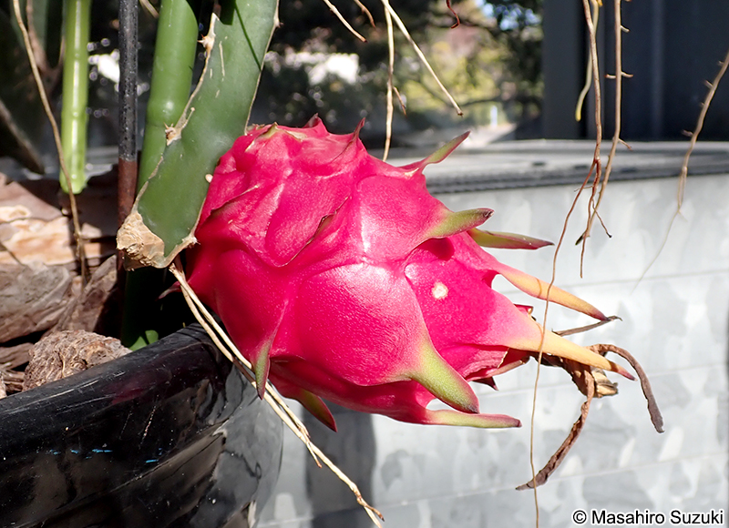 ドラゴンフルーツの果実