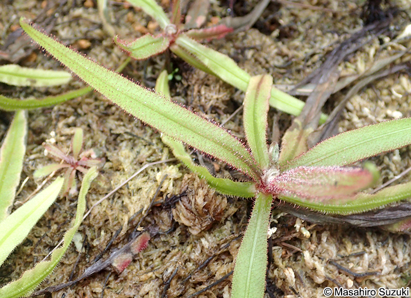 Drosera adelae