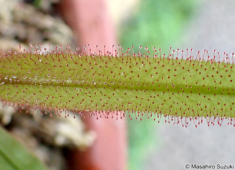 Drosera adelae