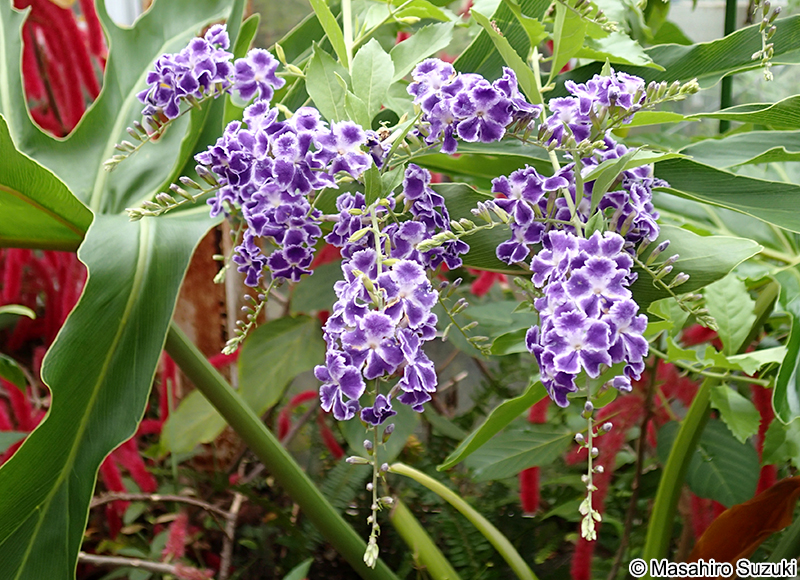 タイワンレンギョウ Duranta erecta