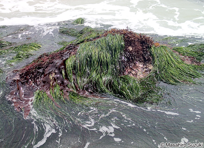 エビアマモ Phyllospadix japonica