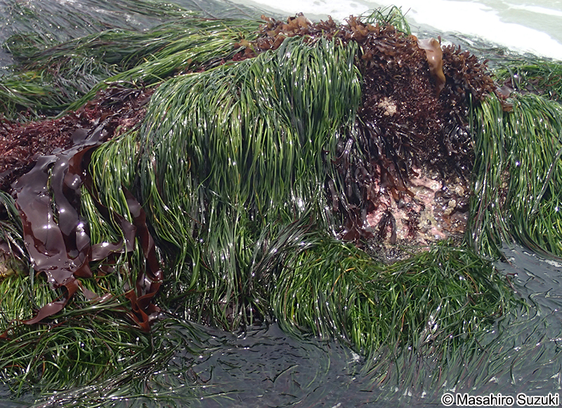 エビアマモ Phyllospadix japonica