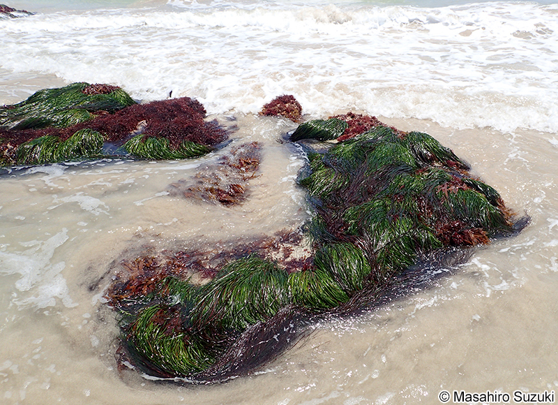 エビアマモ Phyllospadix japonica