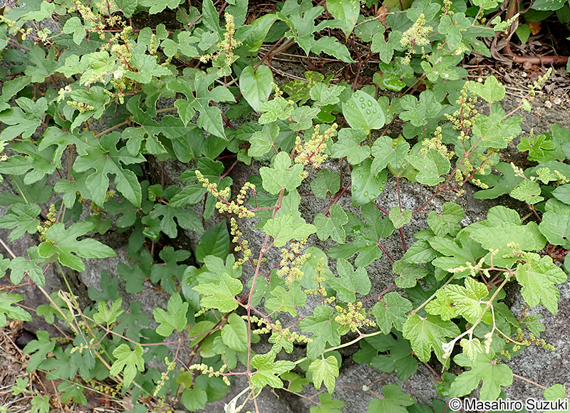 エビヅル Vitis ficifolia