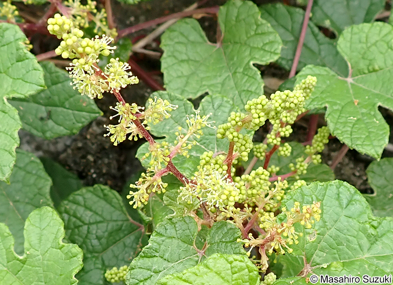 エビヅル Vitis ficifolia