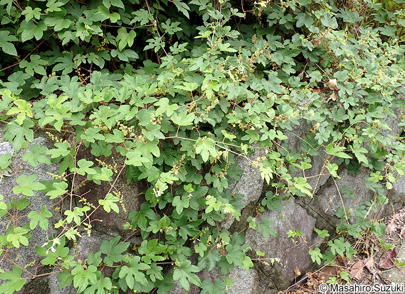 エビヅル Vitis ficifolia