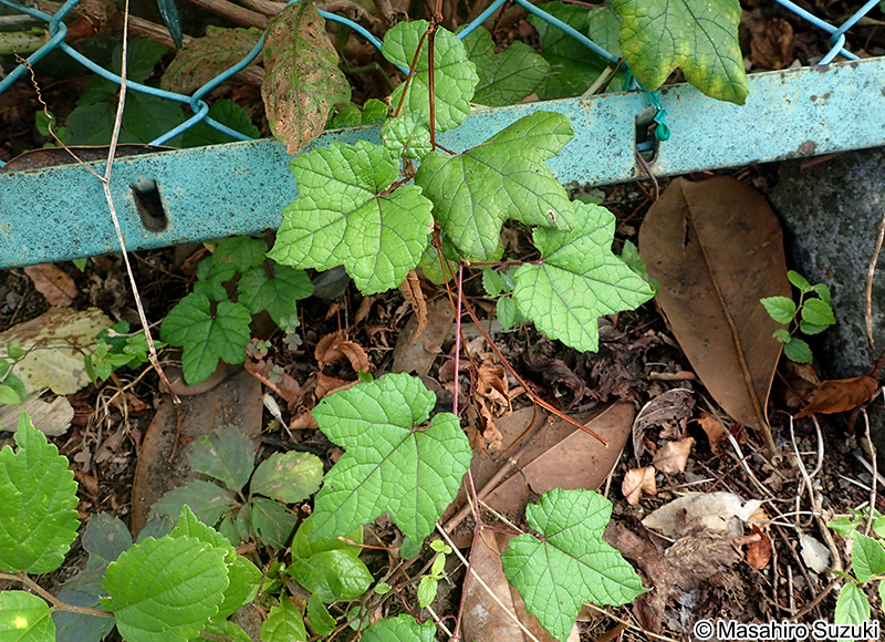 エビヅル Vitis ficifolia