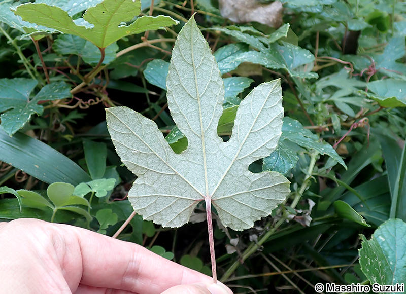 エビヅル Vitis ficifolia