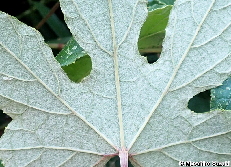 エビヅルの葉の裏