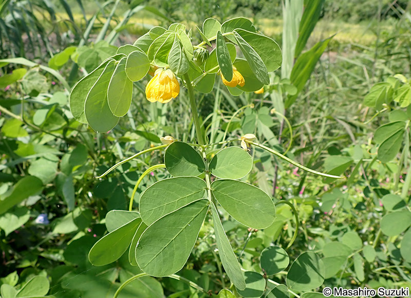 エビスグサ Senna obtusifolia