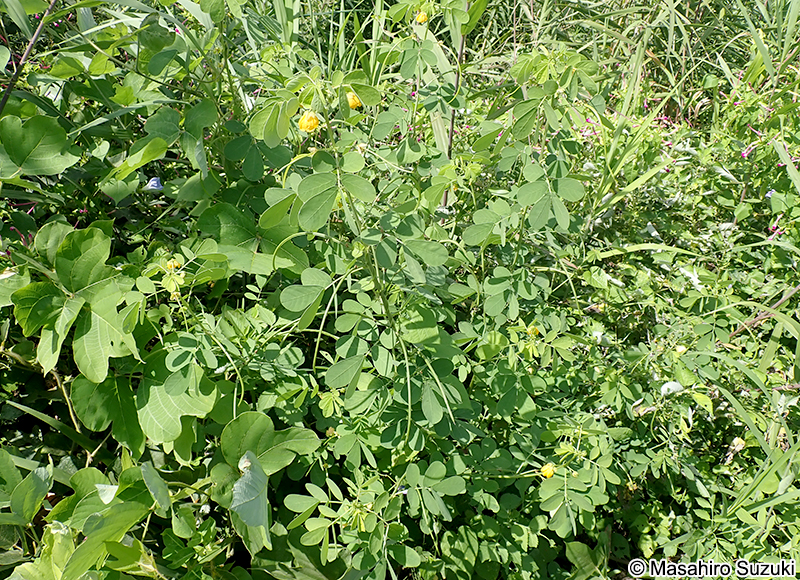 エビスグサ Senna obtusifolia
