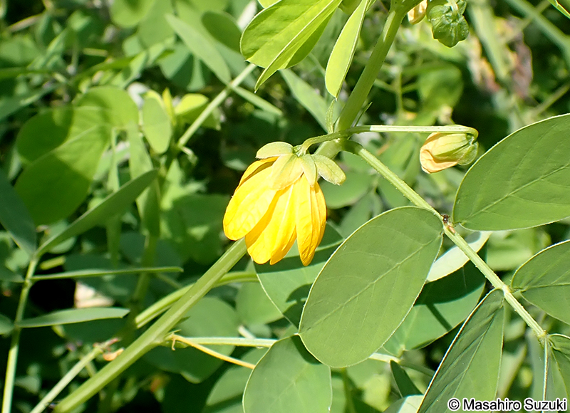 エビスグサ Senna obtusifolia