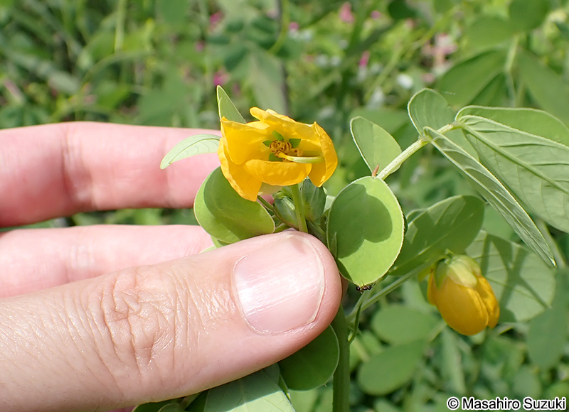 エビスグサ Senna obtusifolia