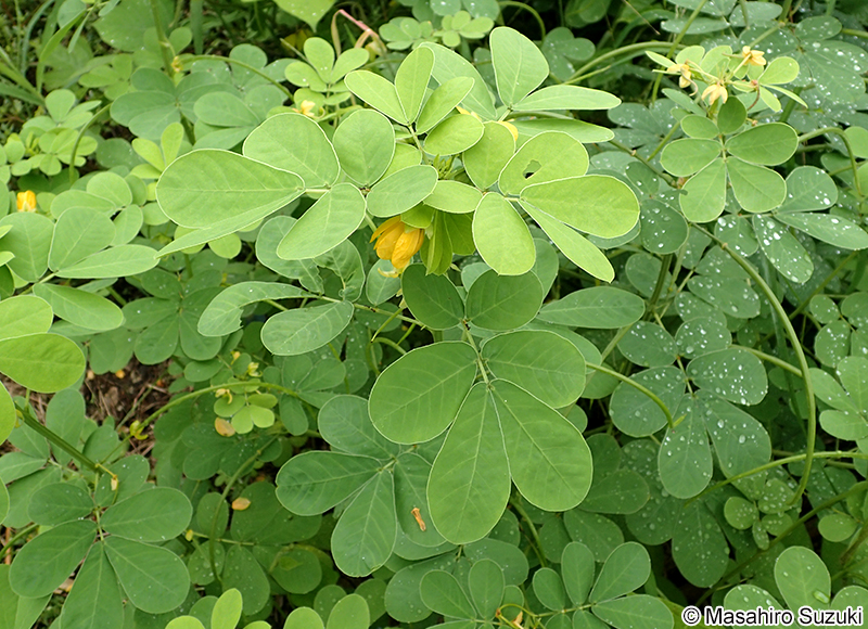 エビスグサ Senna obtusifolia