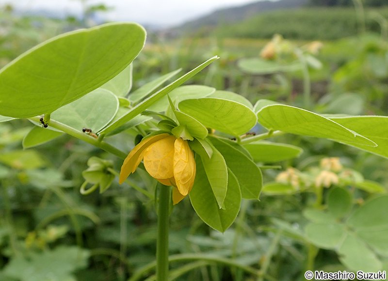 エビスグサ Senna obtusifolia