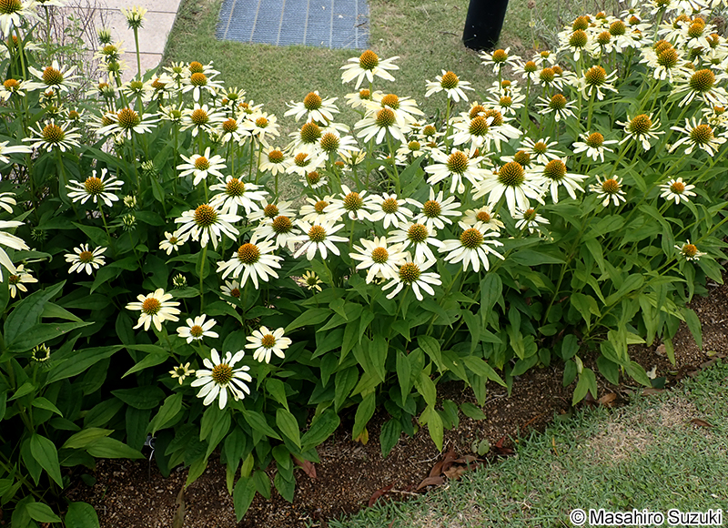 エキナケア Echinacea sp.