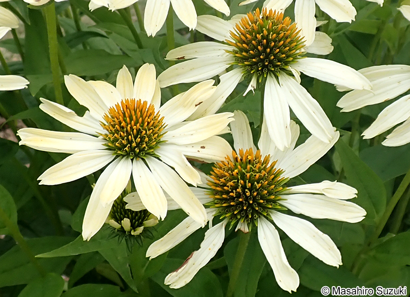 エキナケア Echinacea sp.
