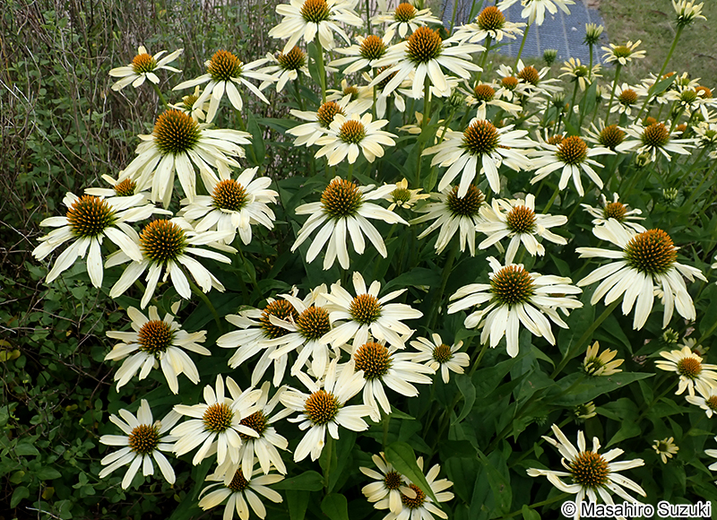 エキナケア Echinacea sp.